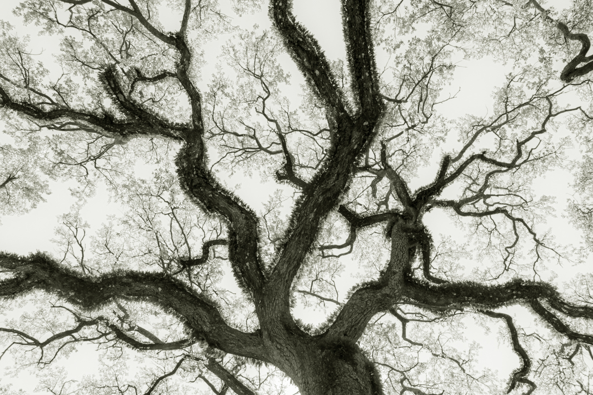 Bent Oaks of Mobile Alabama