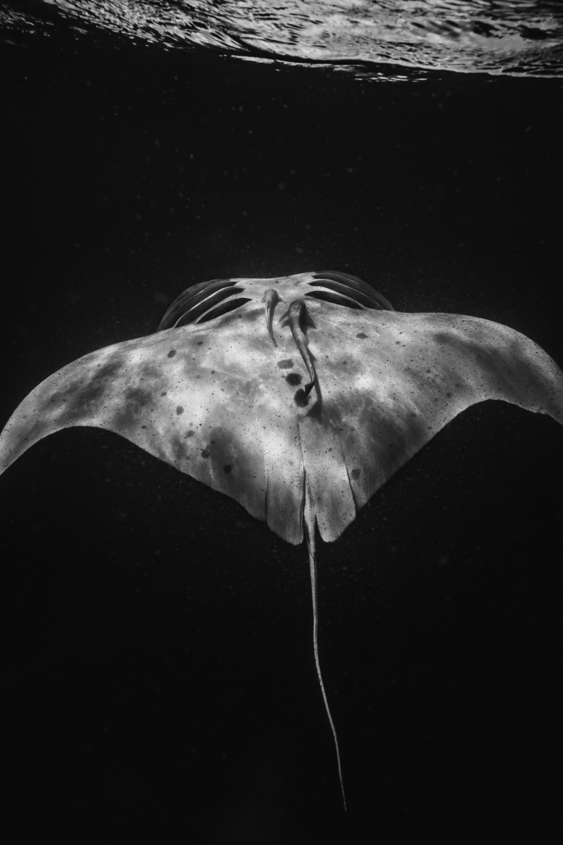 Dancing Reef Manta