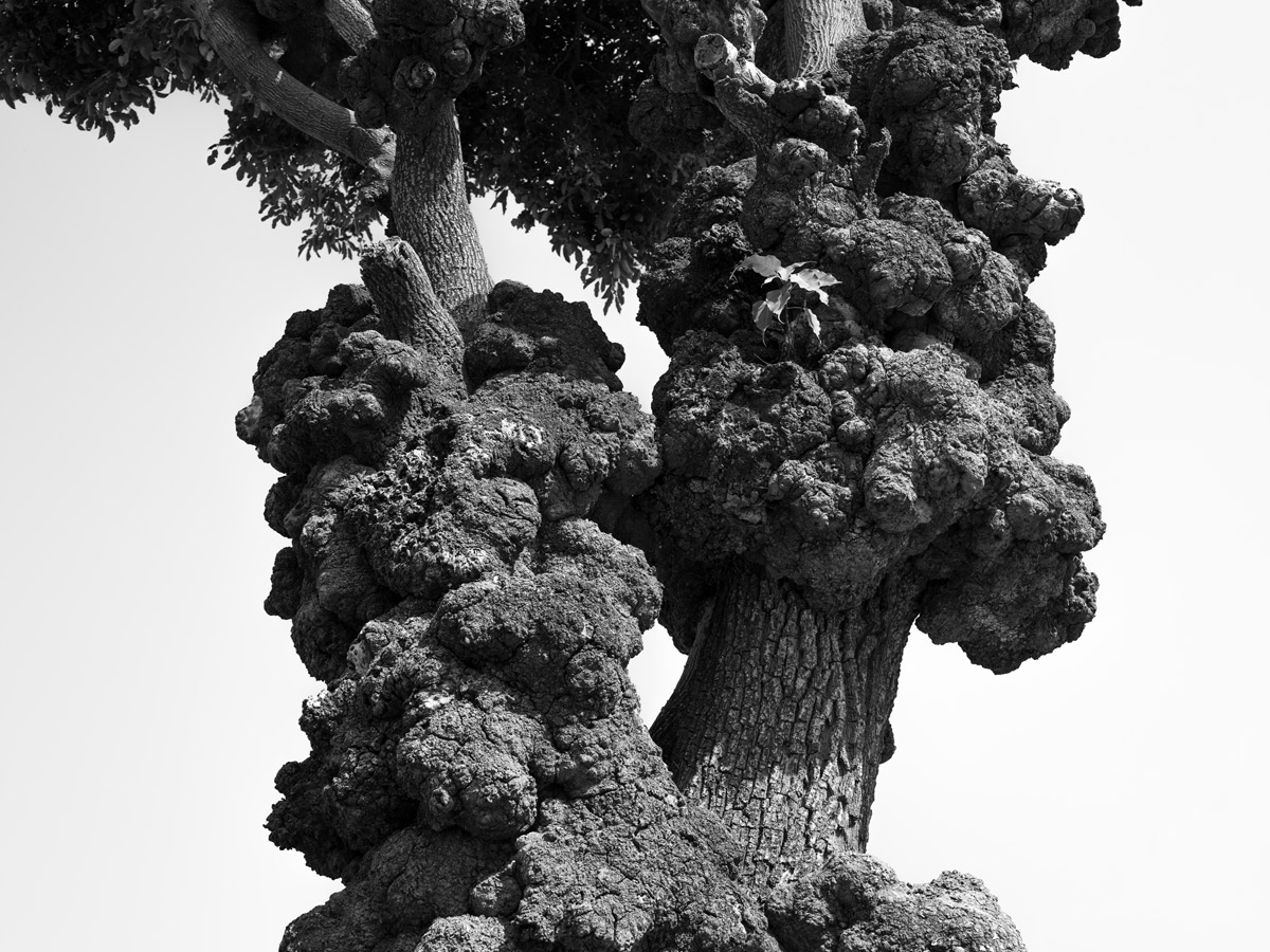 Eruption, 2024, Rajasthan, India