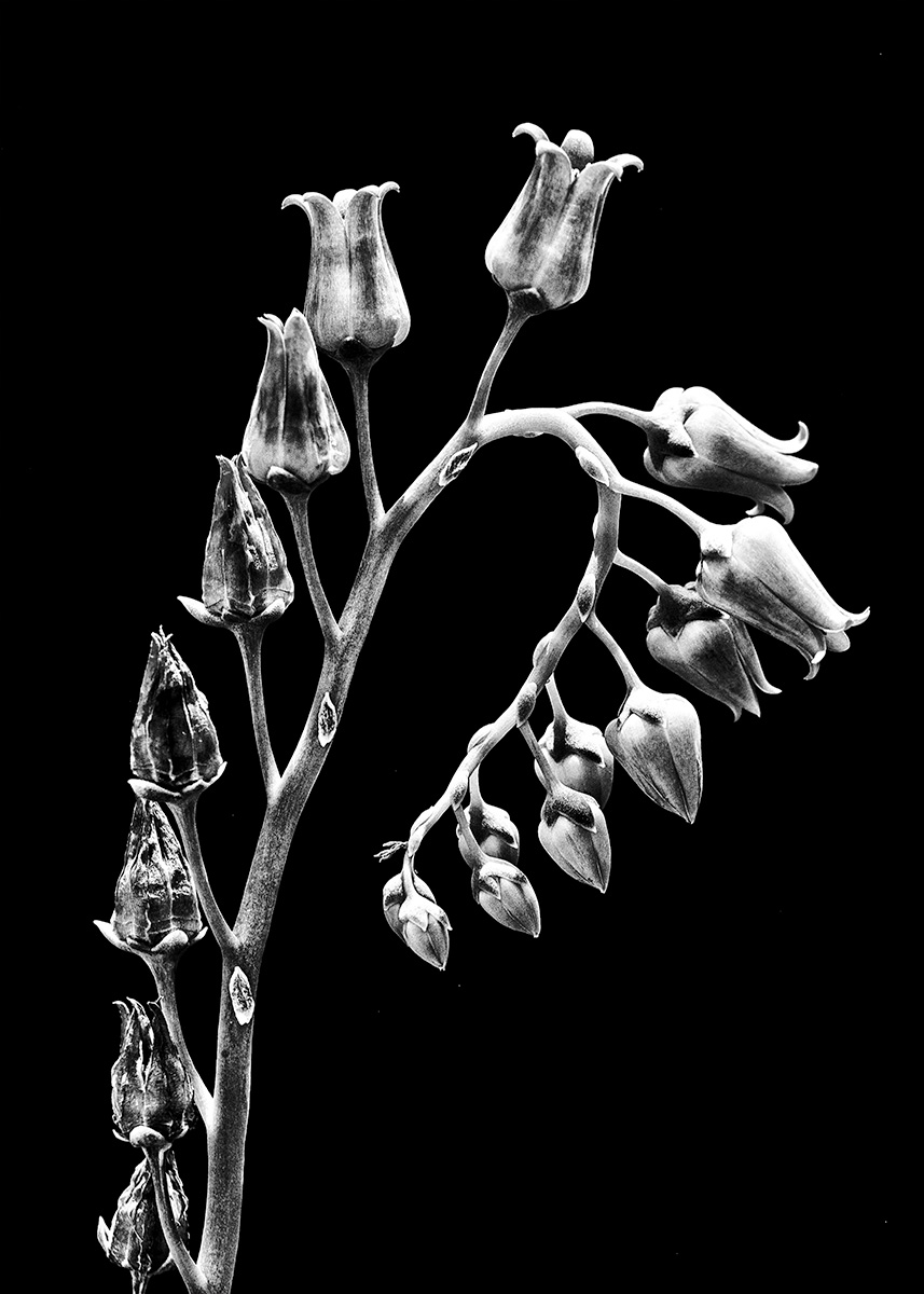 Smith Flowers