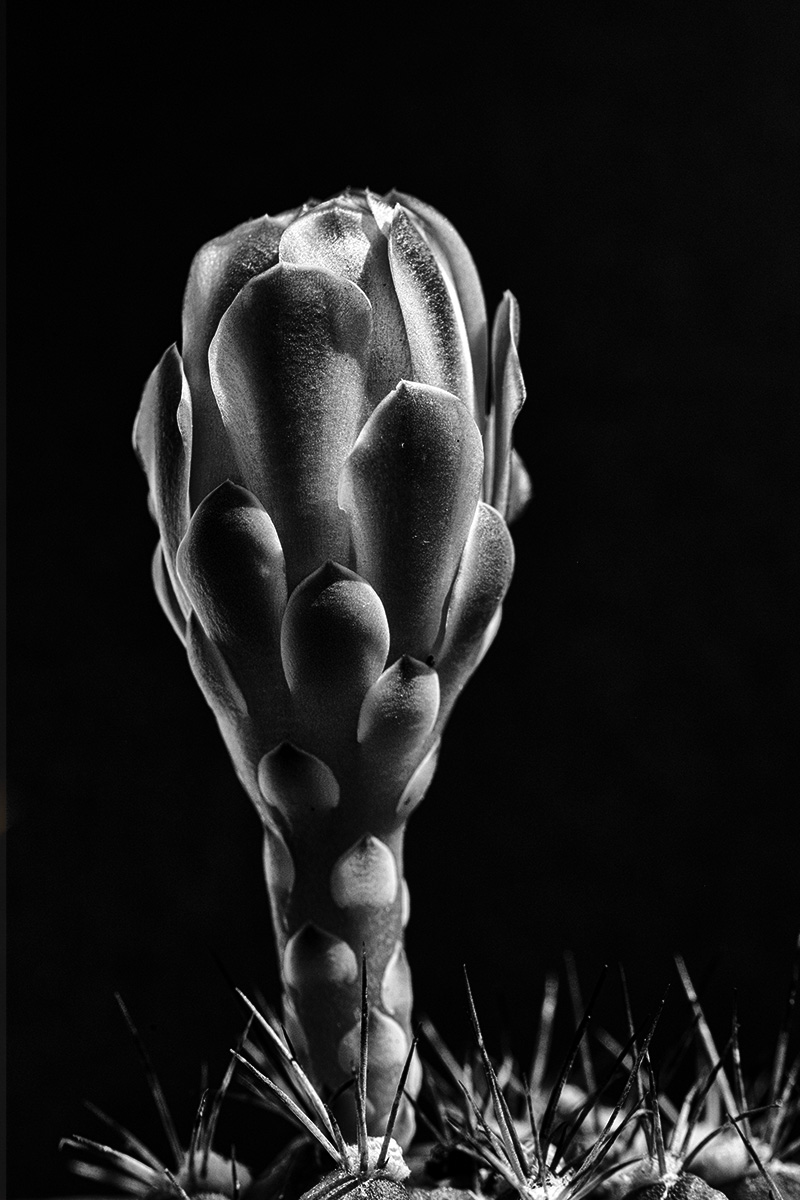 Smith Flowers