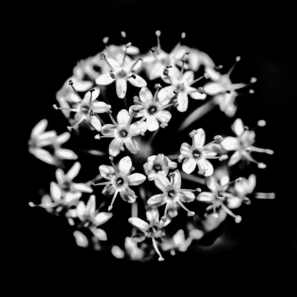 Smith Flowers