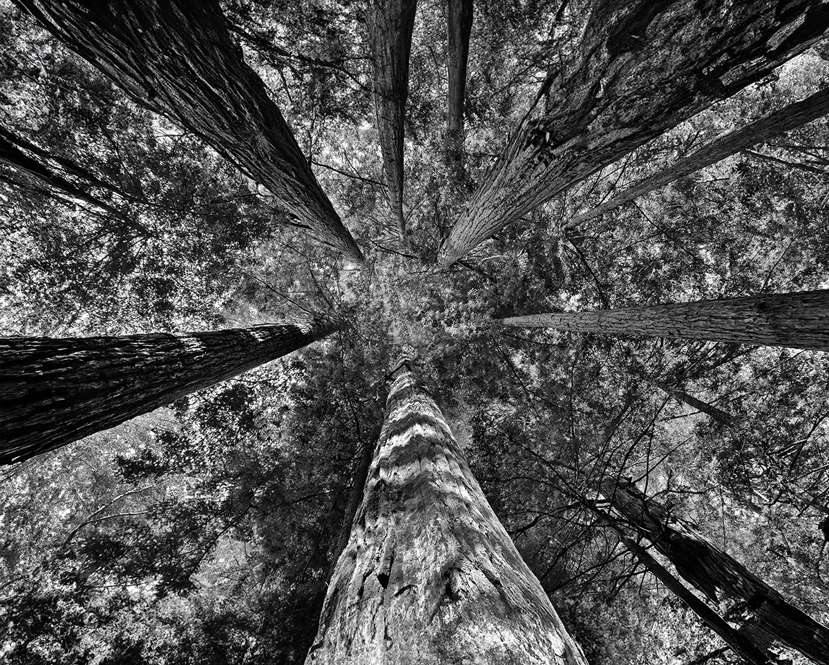 The Redwood Giants