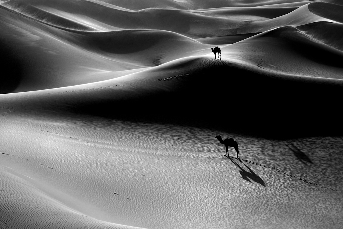     BEAUTÉ SAHARIENNE                                                    Dunes et dromadaires