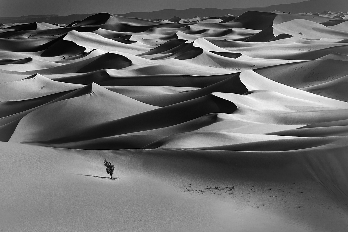     BEAUTÉ SAHARIENNE                                                    Dunes et dromadaires