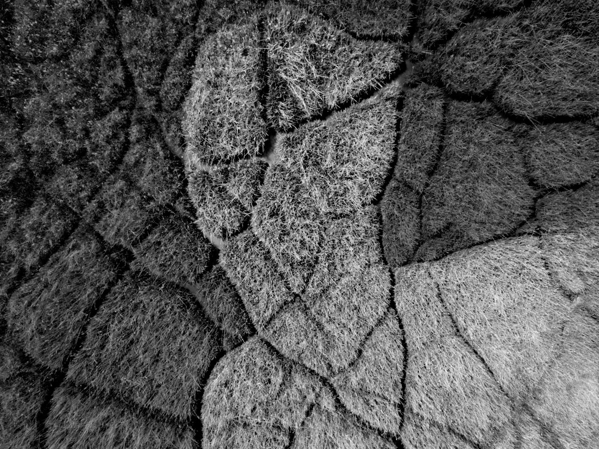 The Man in Mosaic