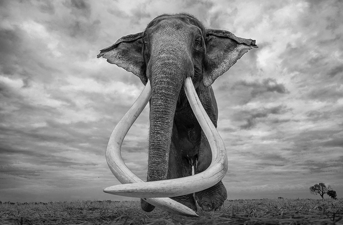 WHEN MAMMOTHS RULED THE EARTH