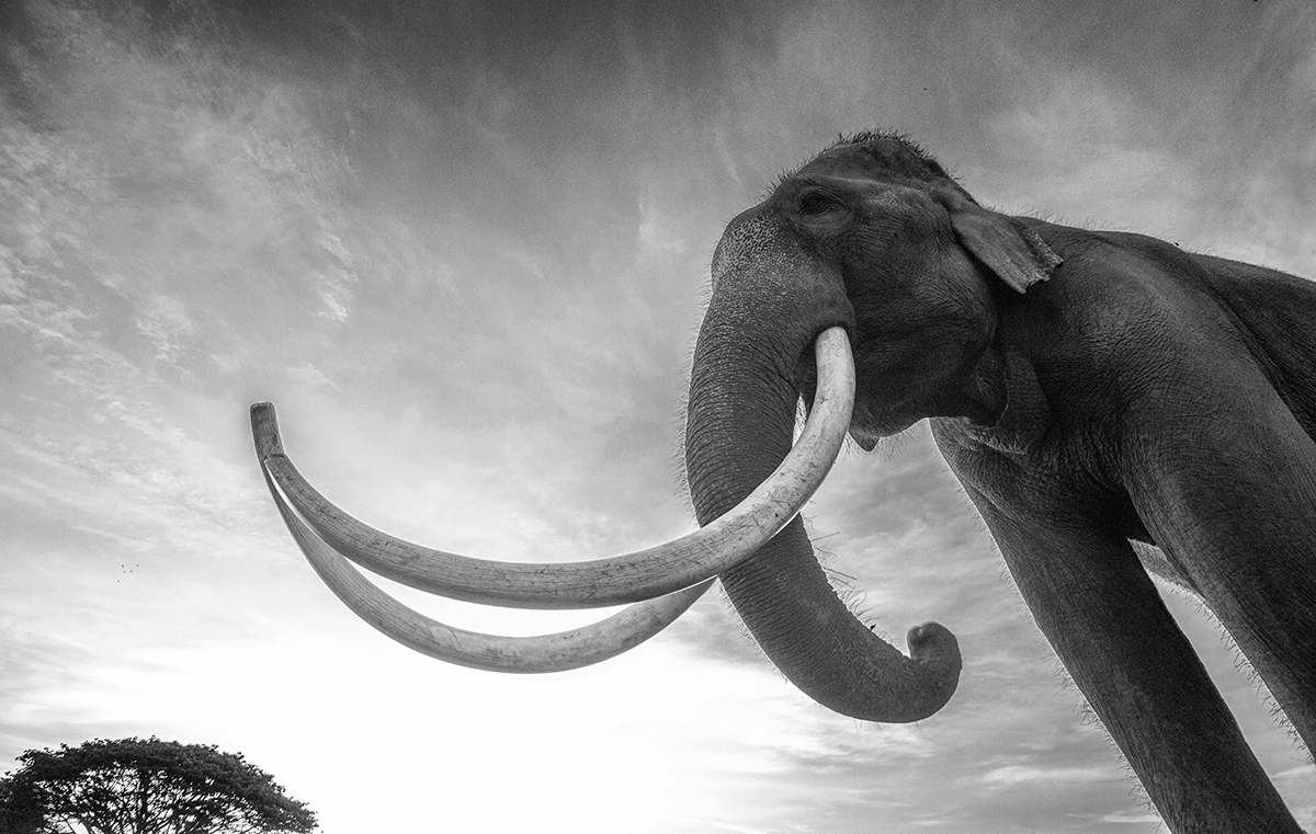 WHEN MAMMOTHS RULED THE EARTH