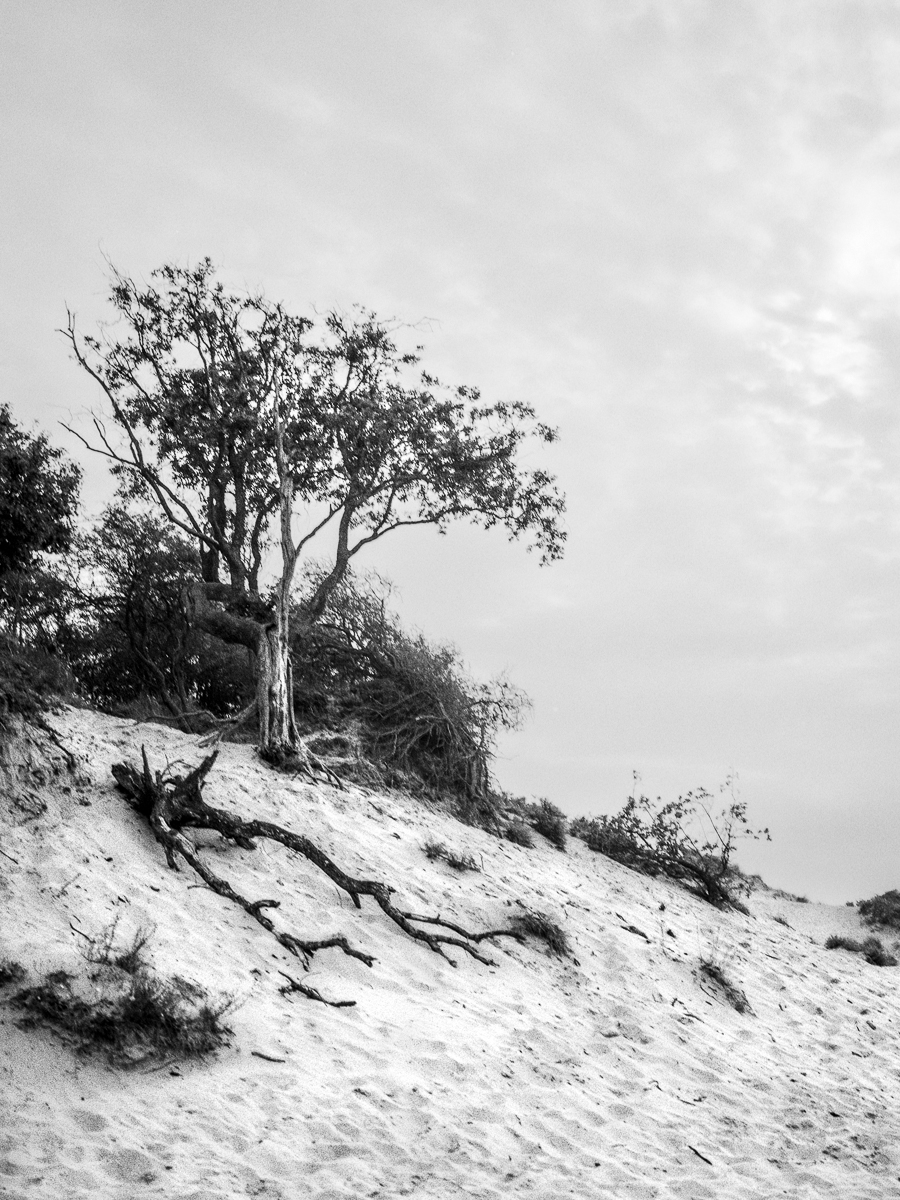 Kennemer dunes, 