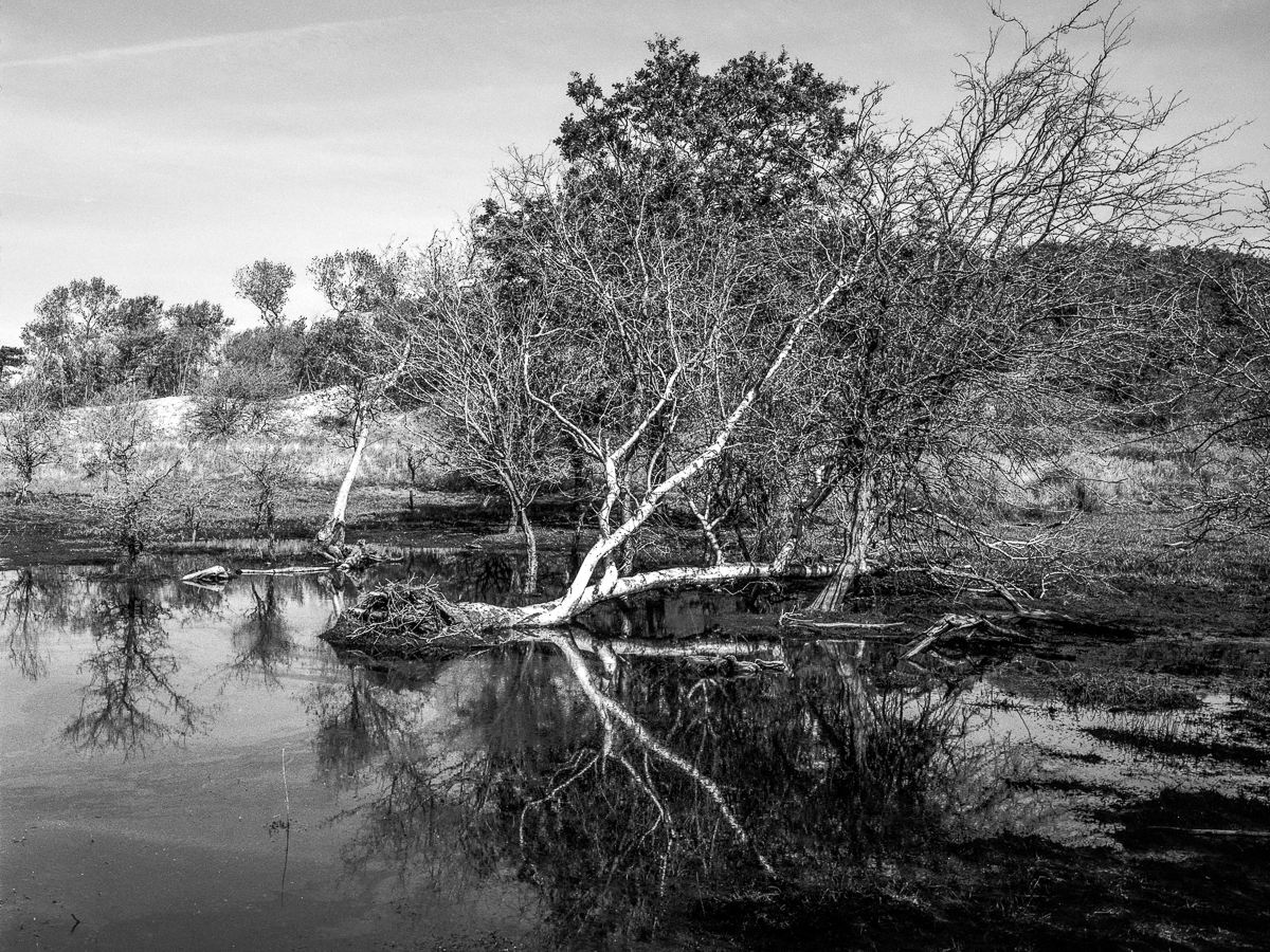 Kennemer dunes, 