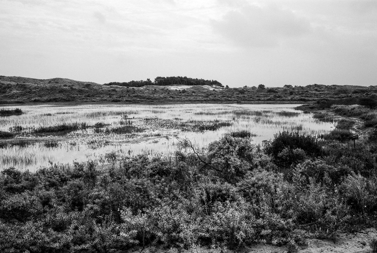 Kennemer dunes, 