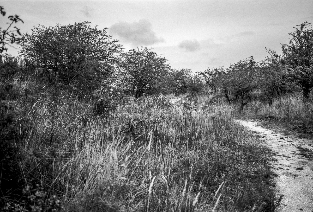 Kennemer dunes, 