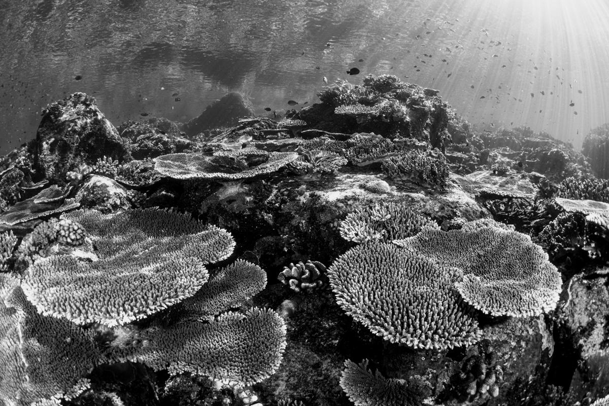 Hard Coral Garden