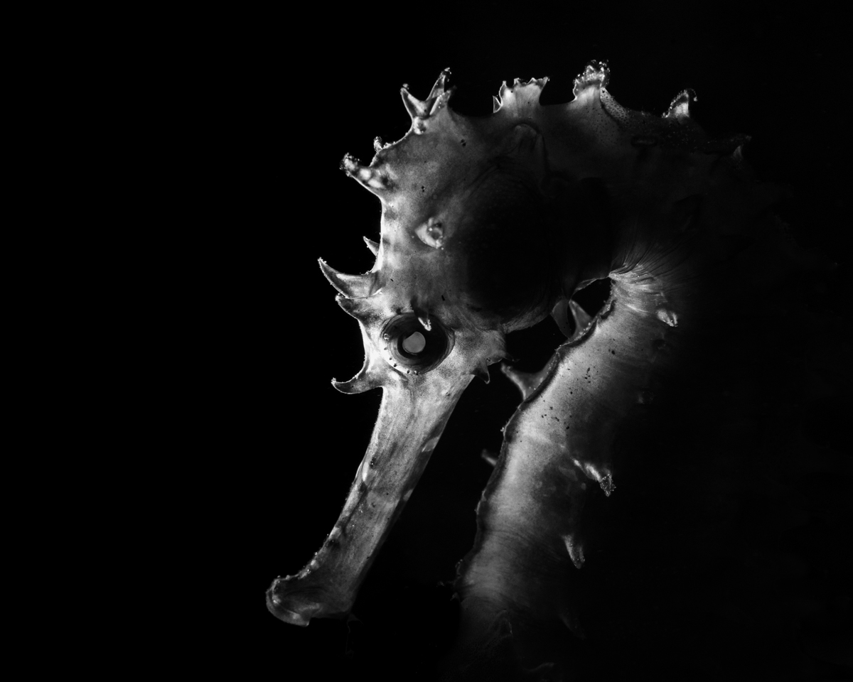 Thorny Headdress