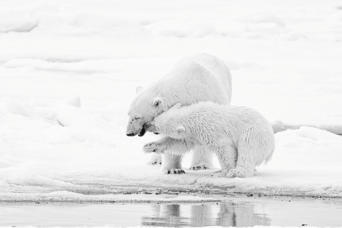 Polar Bears on the Pack Ice