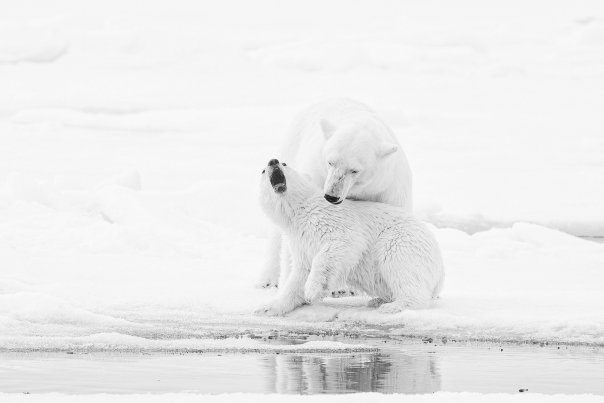 Polar Bears on the Pack Ice