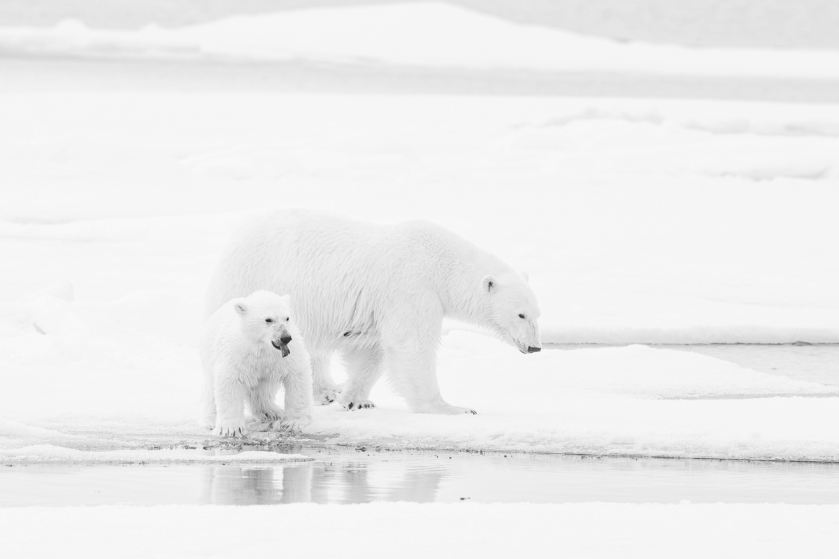 Polar Bears on the Pack Ice
