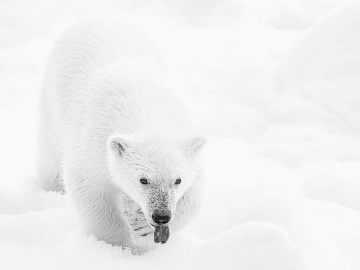 Polar Bears on the Pack Ice