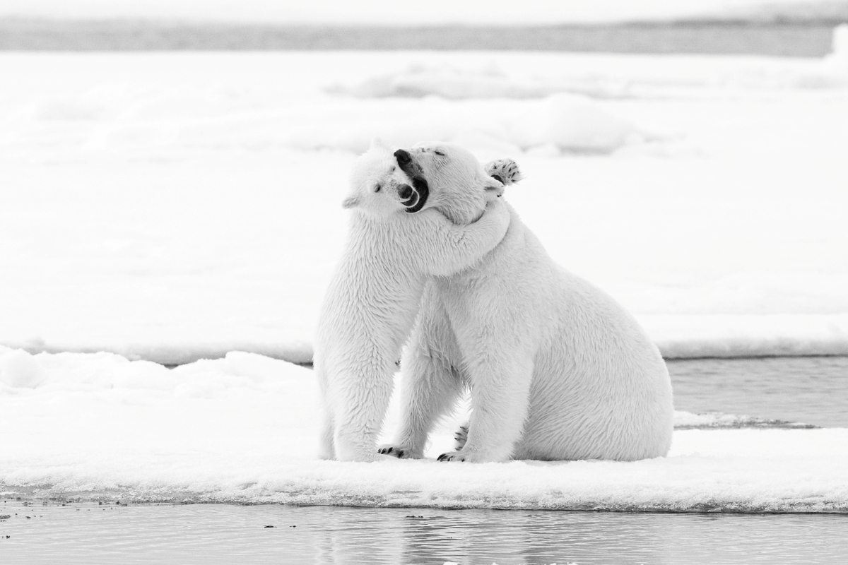 Polar Bears on the Pack Ice