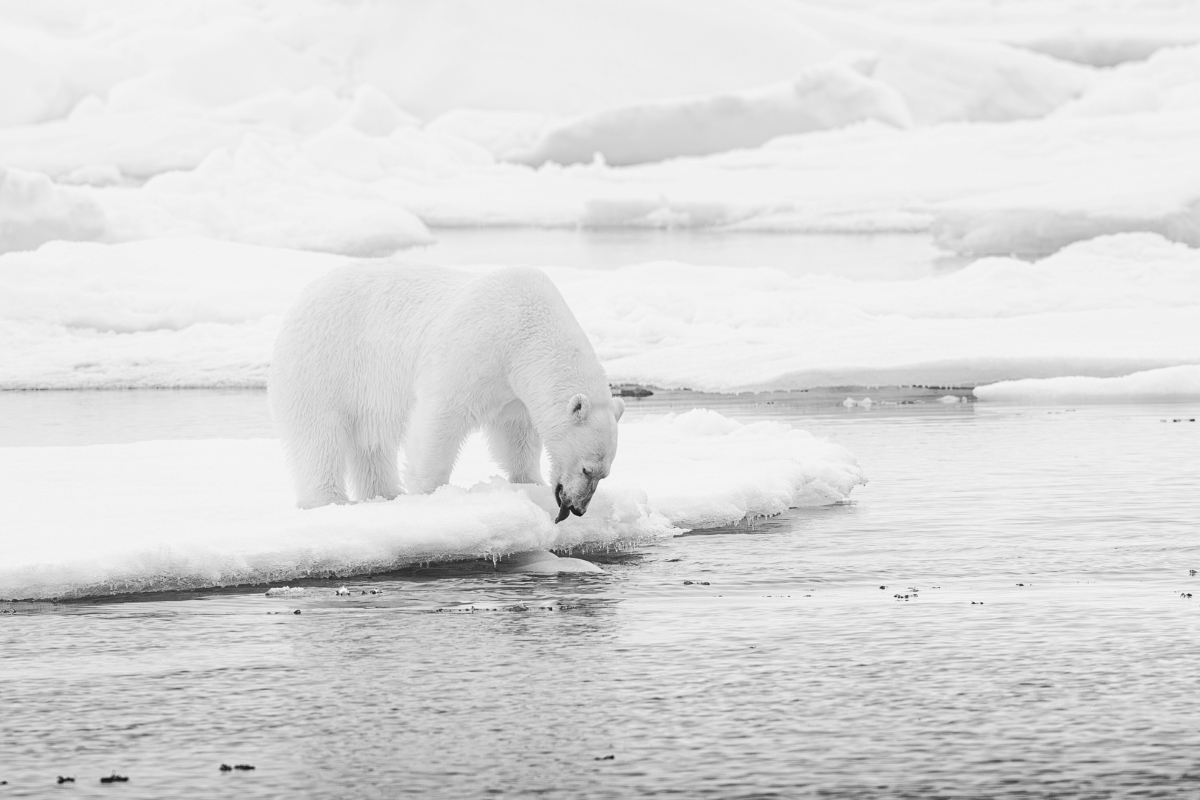 Polar Bears on the Pack Ice