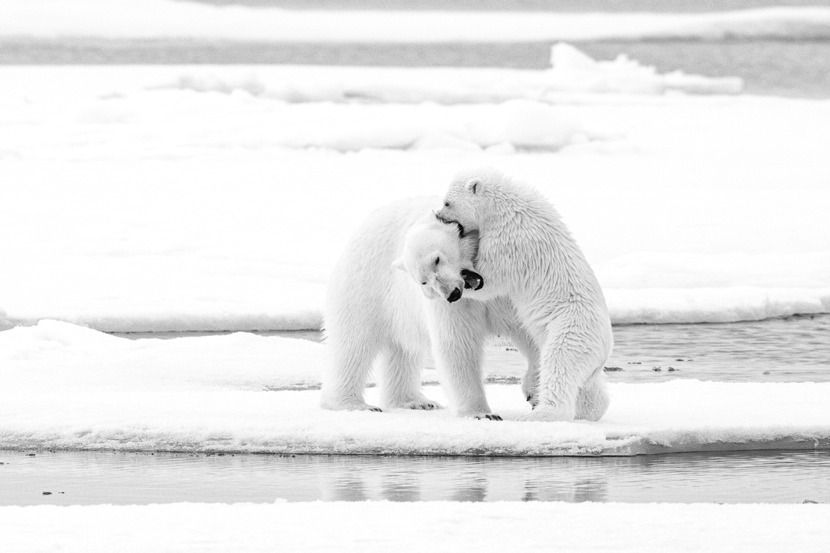 Polar Bears on the Pack Ice
