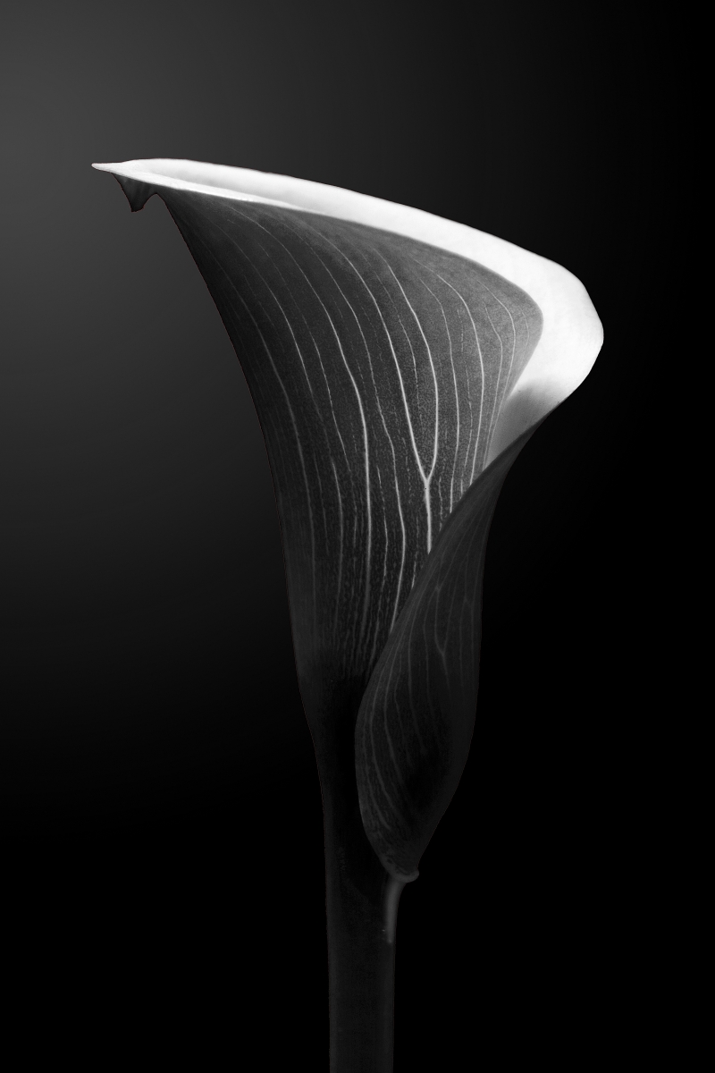Calla