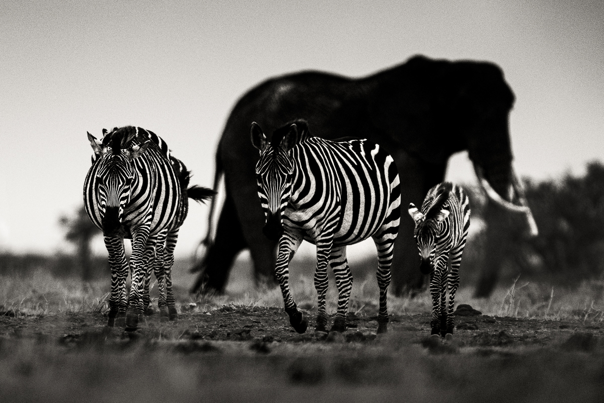 Zebra