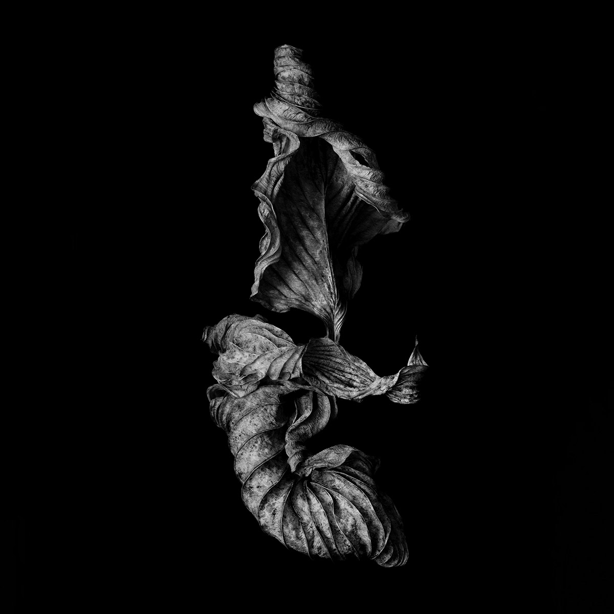 Dancescapes