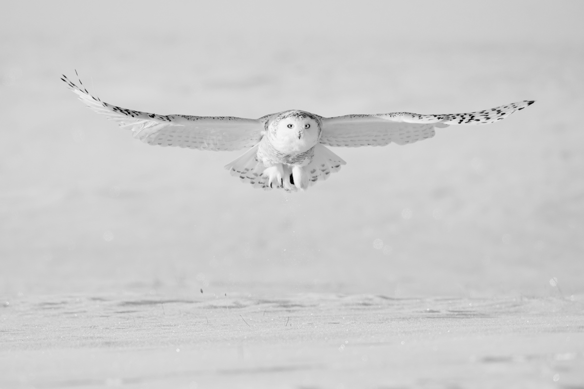 Forward