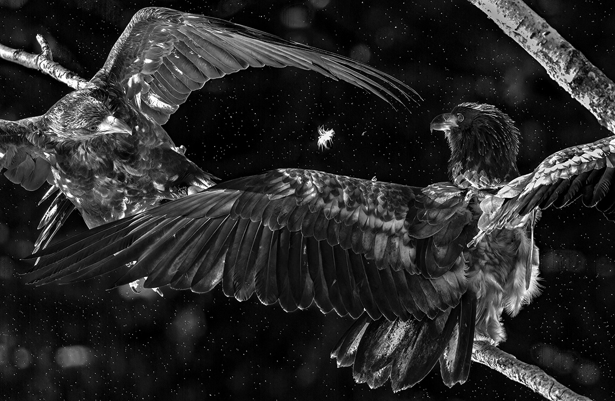 Feather series members