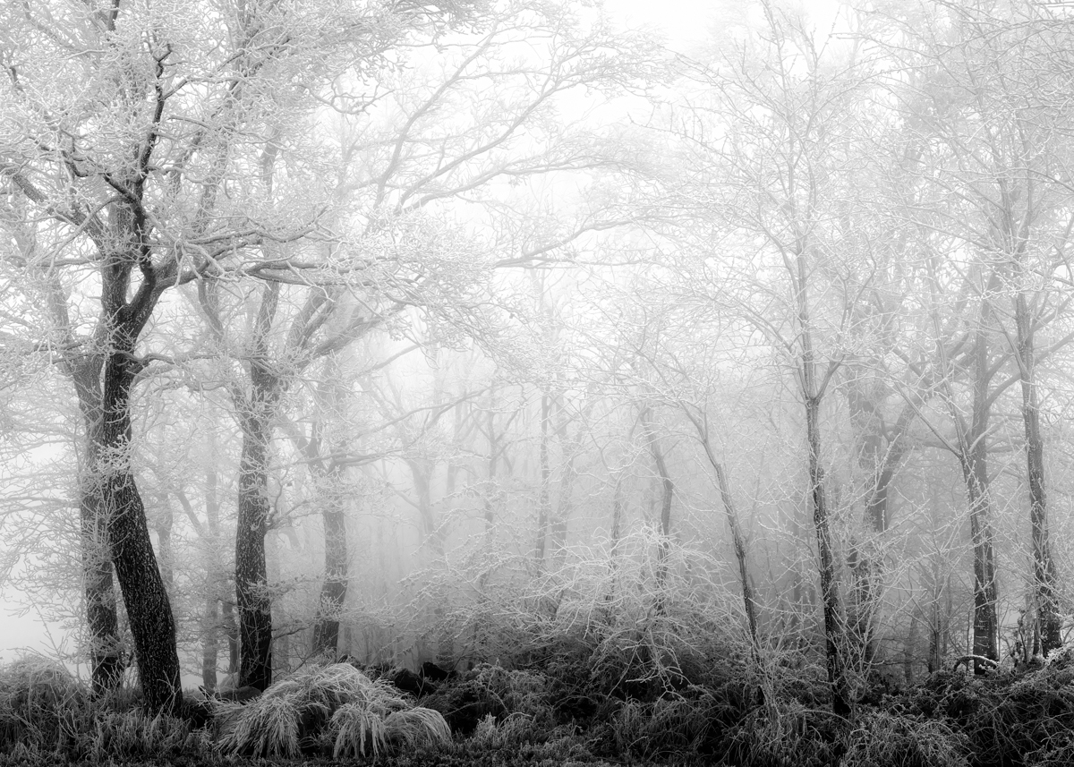 Forest in the Fog