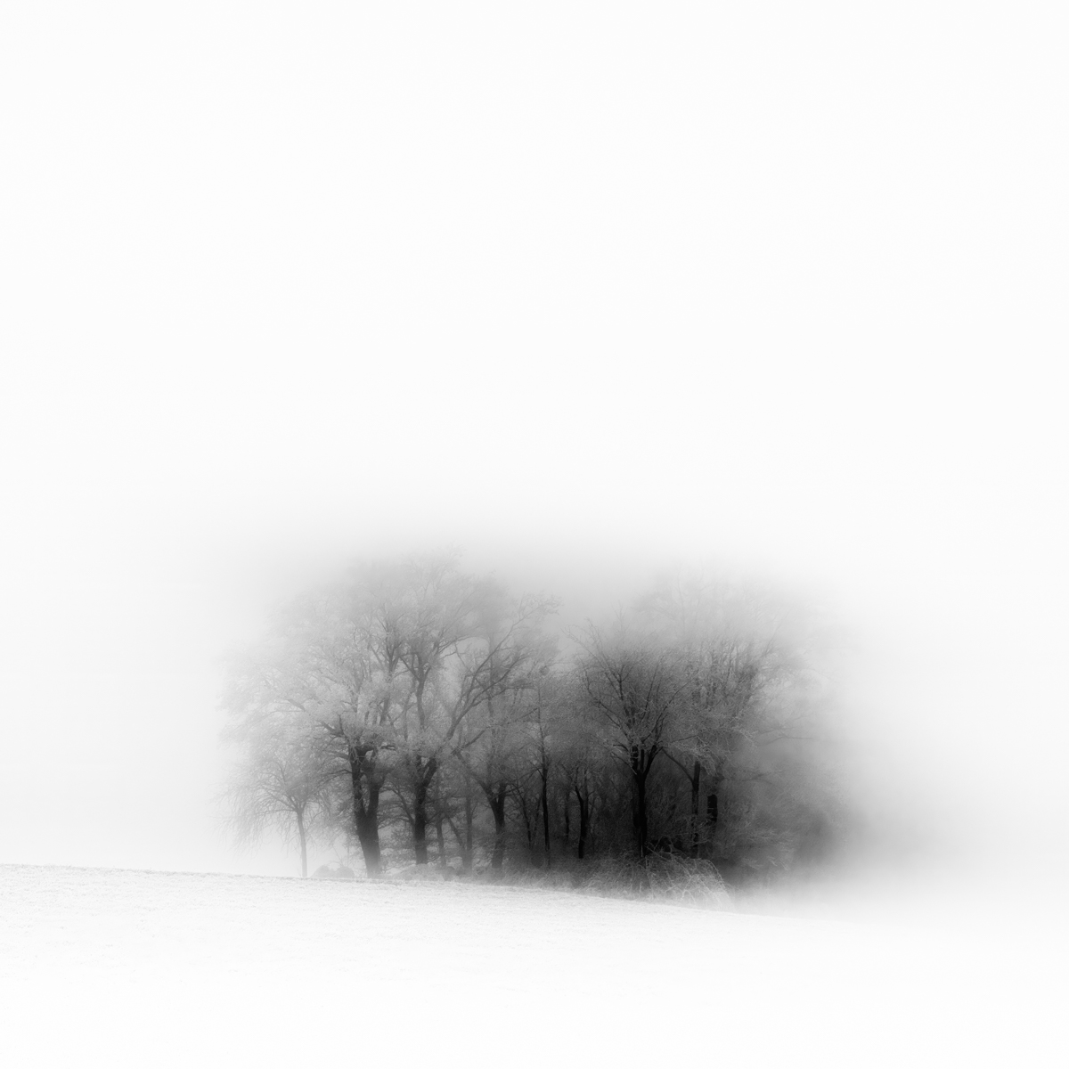 Just Black in Winter