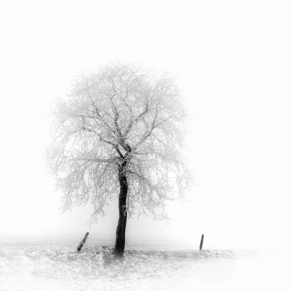 Just Black in Winter