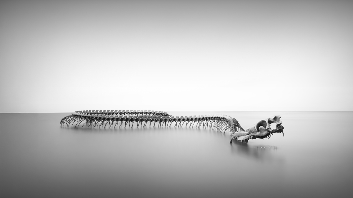 Serpent d'Océan