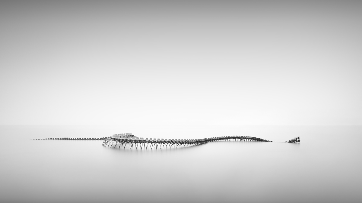 Serpent d'Océan