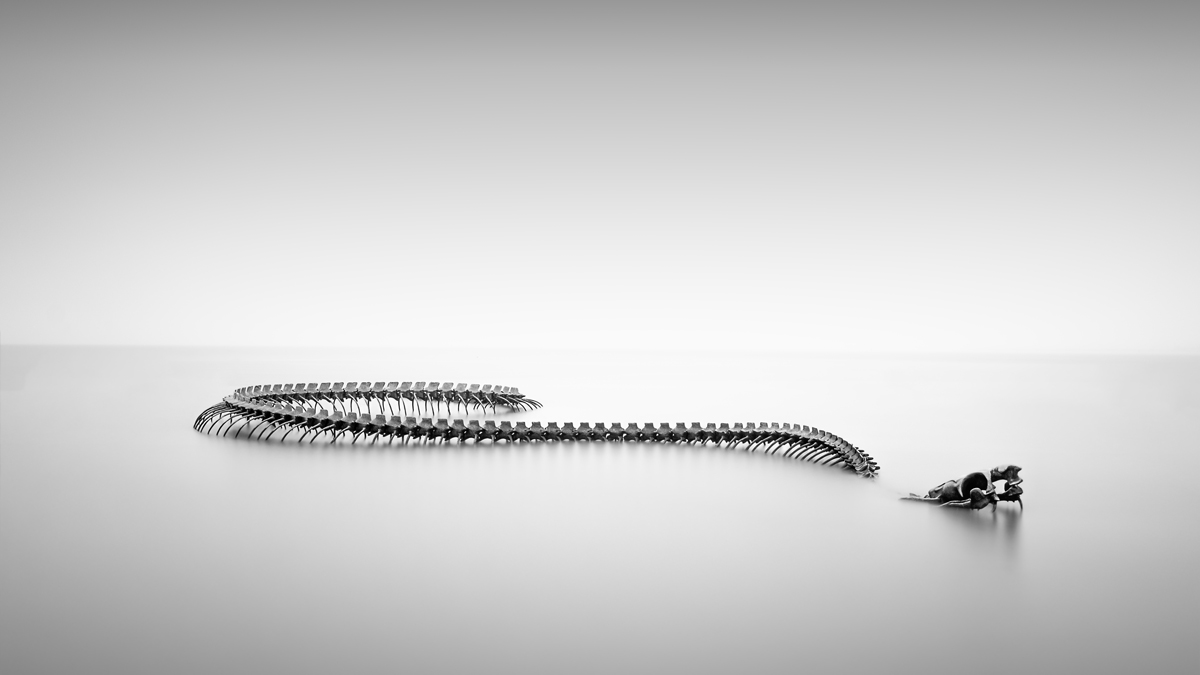 Serpent d'Océan