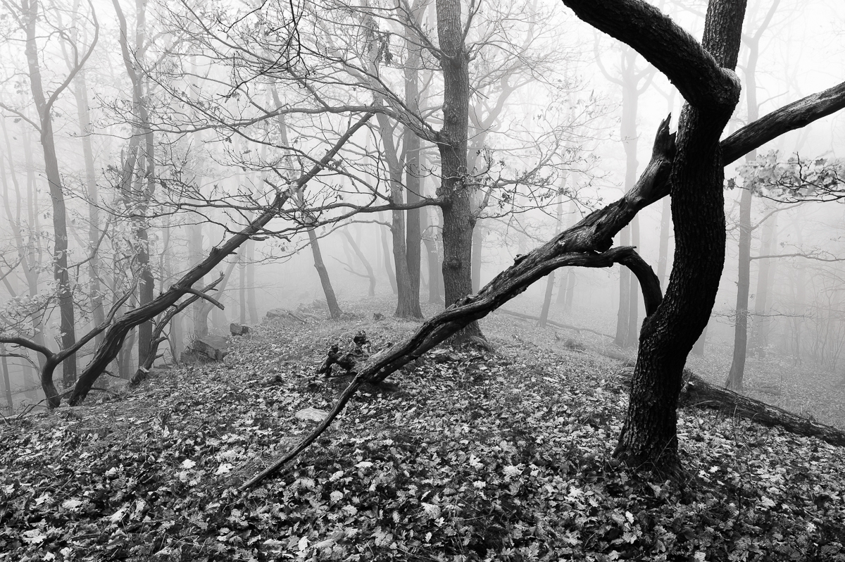 Fog in Mountain Forest