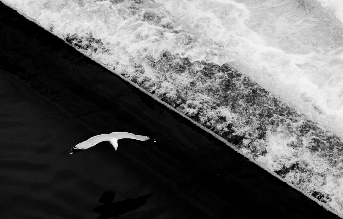 Wings of Contrast