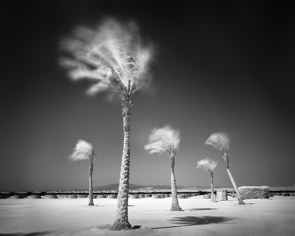 Palm Tree Variations