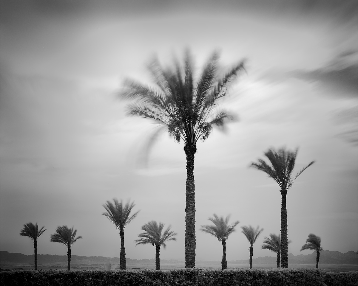 Palm Tree Variations