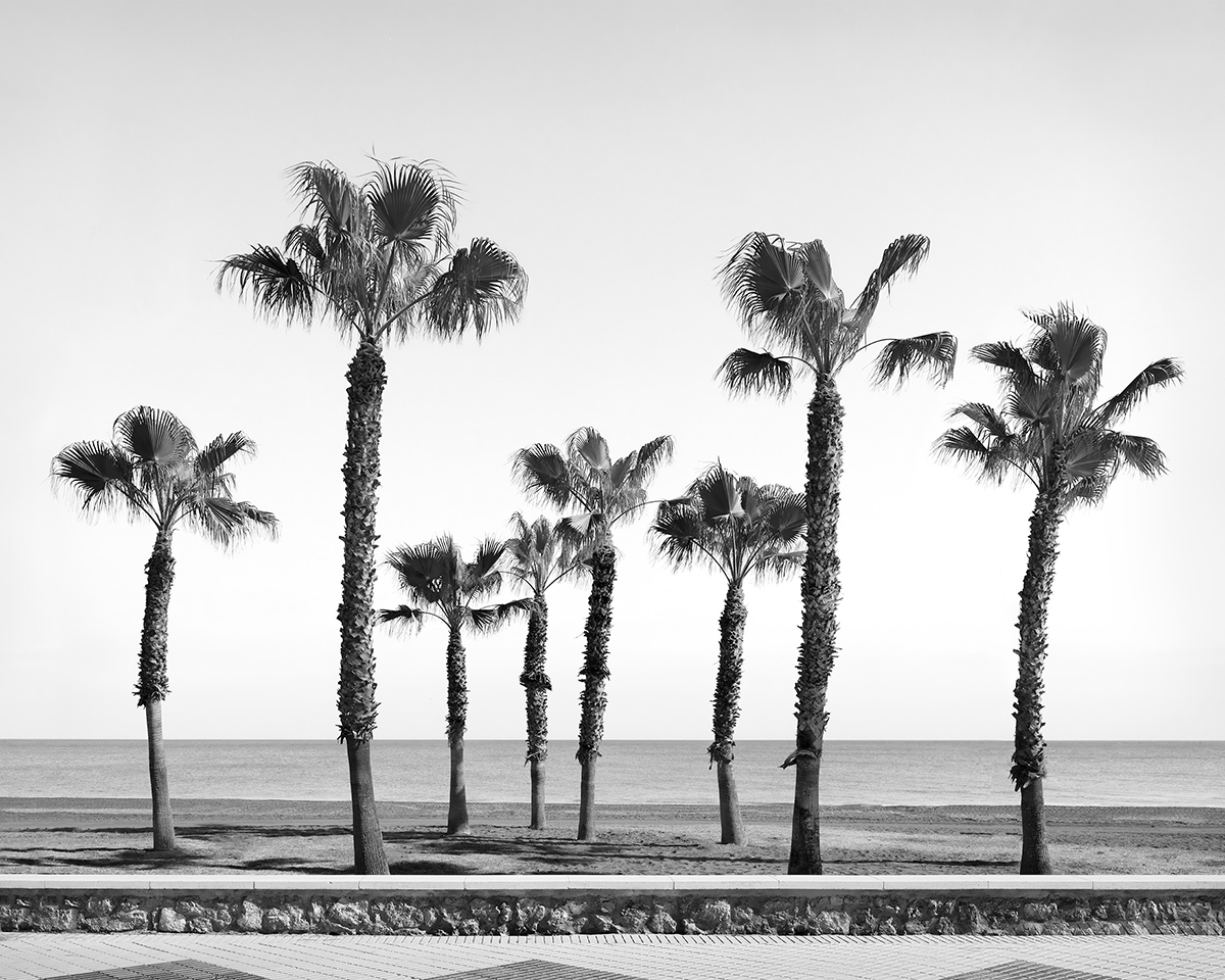 Palm Tree Variations