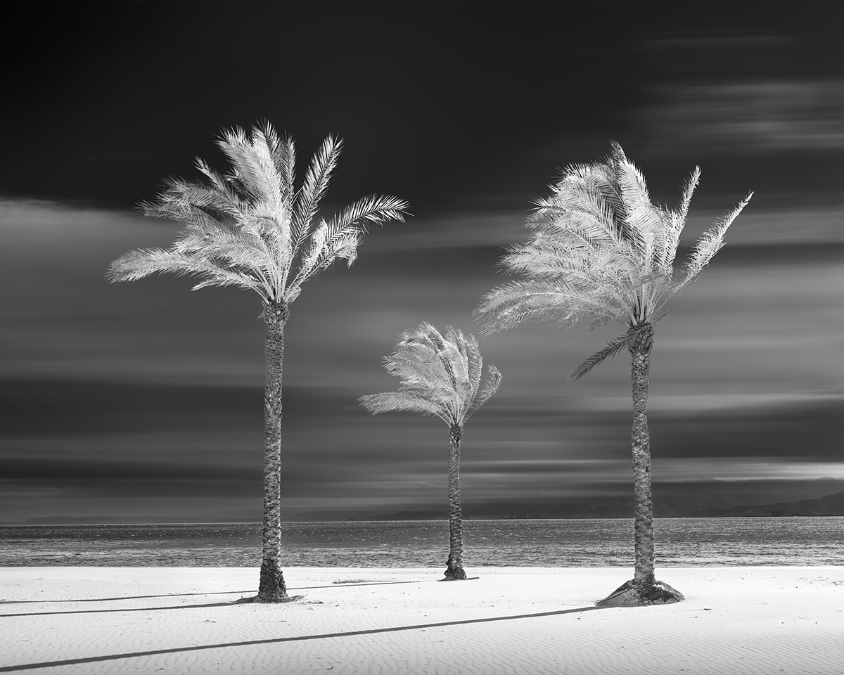 Palm Tree Variations