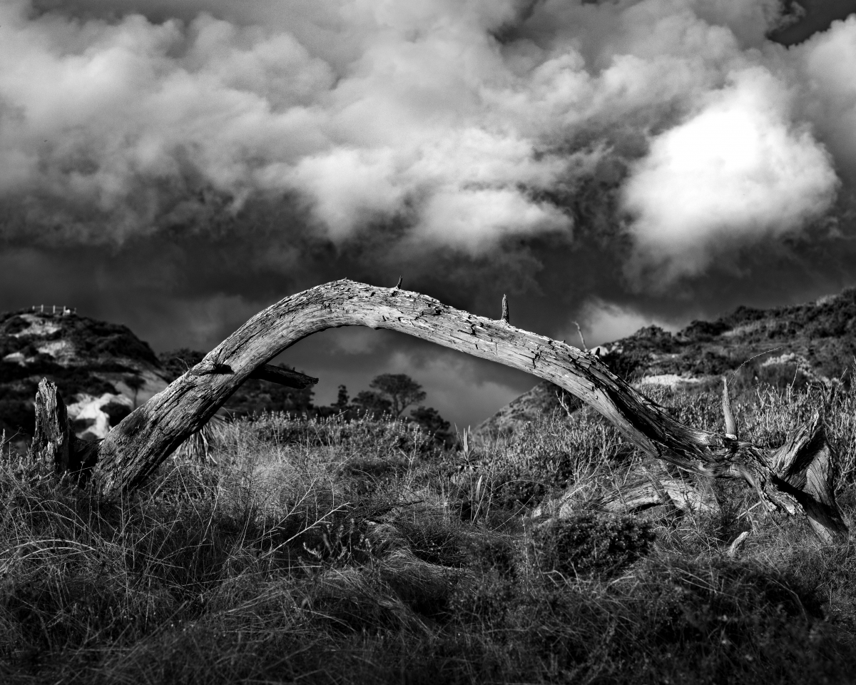 Torrey Pines Natural State Preserve Portfolio 2