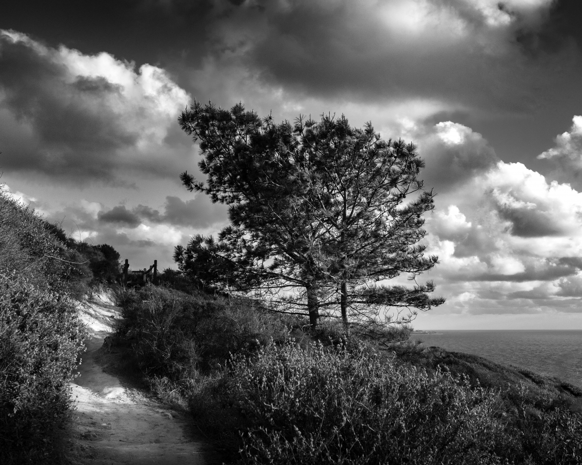 Torrey Pines Natural State Preserve Portfolio 2
