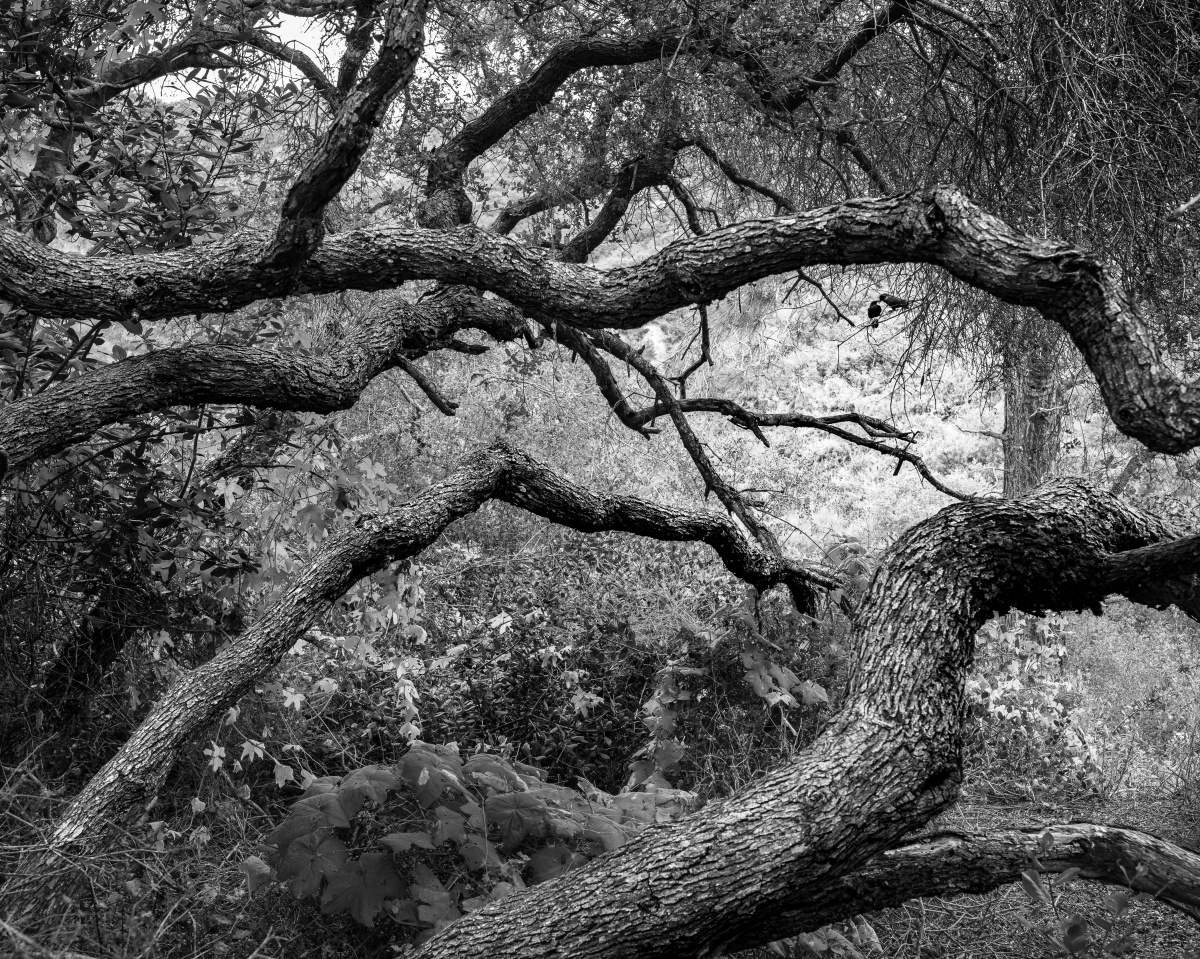 Torrey Pines Natural State Preserve Portfolio 2