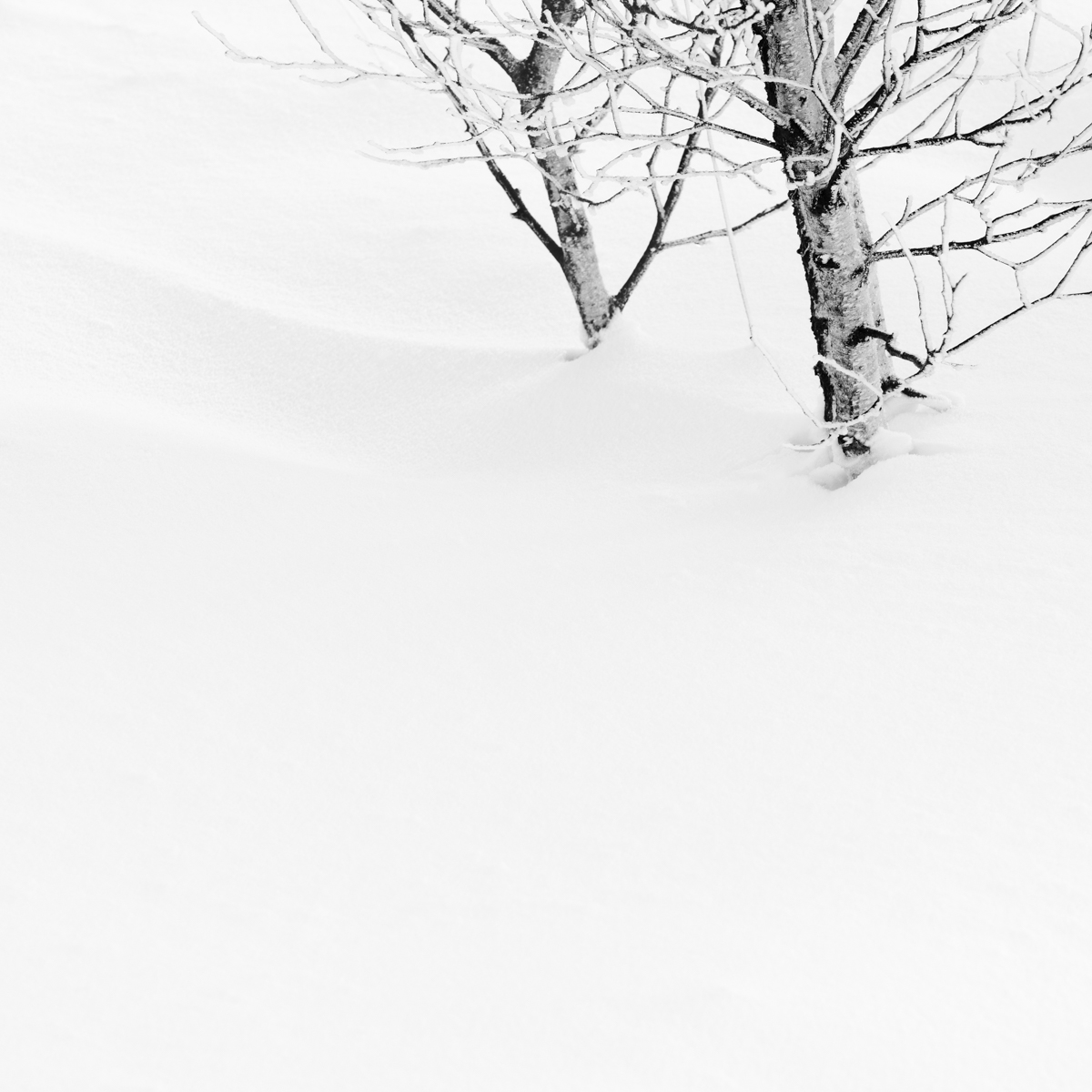 Sometimes it snows in April