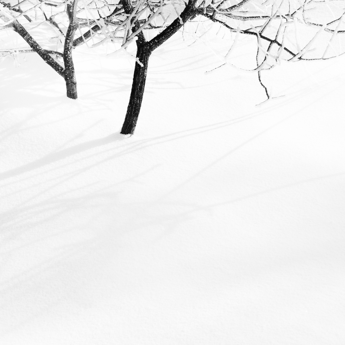 Sometimes it snows in April