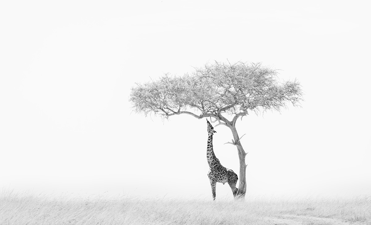 Acacia Tree with Giraffe