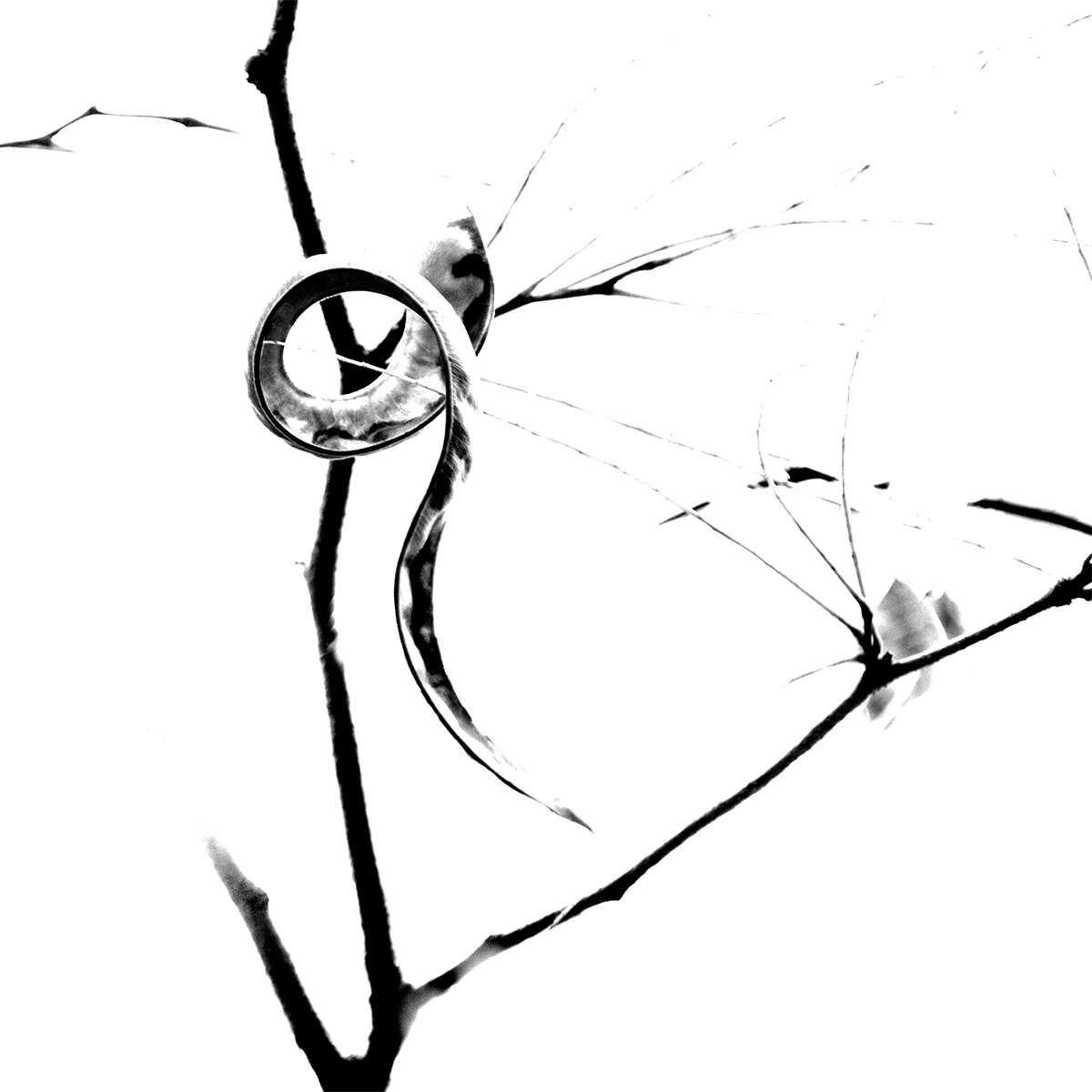 Calligraphy