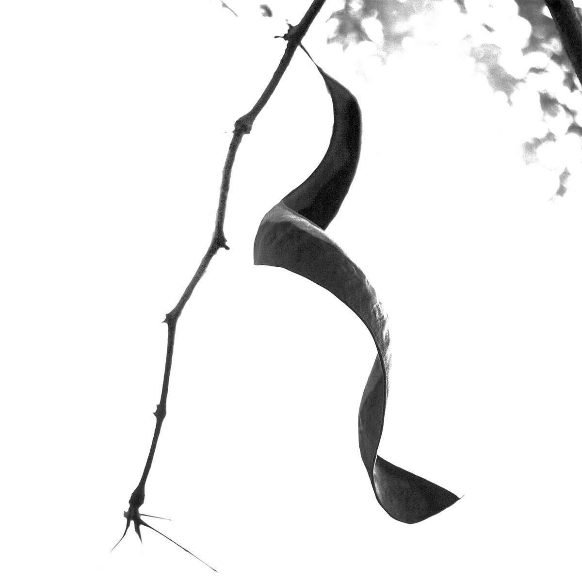 Calligraphy